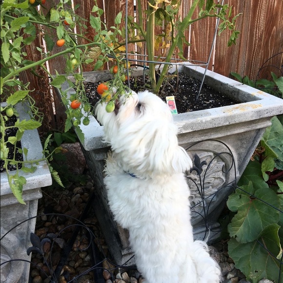 Sam's Fifth Avenue, made in Italy, is 100% Cotton, shirt with hood. - Picture 5 of 5